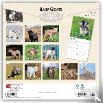 Browntrout - Baby Goats 2027 12 X 24 Inch (Hanging) Monthly Square Wall Calendar Plastic-Free