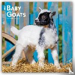 Browntrout - Baby Goats 2027 12 X 24 Inch (Hanging) Monthly Square Wall Calendar Plastic-Free
