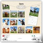 Browntrout - Cows 2027 12 X 24 Inch (Hanging) Monthly Square Wall Calendar Plastic-Free