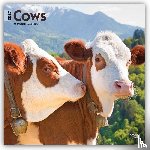 Browntrout - Cows 2027 12 X 24 Inch (Hanging) Monthly Square Wall Calendar Plastic-Free