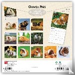 Browntrout - Guinea Pigs 2027 12 X 24 Inch (Hanging) Monthly Square Wall Calendar Plastic-Free