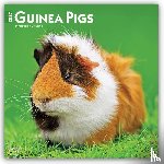 Browntrout - Guinea Pigs 2027 12 X 24 Inch (Hanging) Monthly Square Wall Calendar Plastic-Free