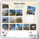 Browntrout - Goats in Trees 2027 12 X 24 Inch (Hanging) Monthly Square Wall Calendar Plastic-Free