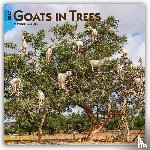 Browntrout - Goats in Trees 2027 12 X 24 Inch (Hanging) Monthly Square Wall Calendar Plastic-Free