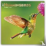 BrownTrout - Hummingbirds | 2027 12 x 24 Inch (Hanging) Monthly Square Wall Calendar | Foil Stamped Cover | Plastic-Free | BrownTrout | Animals Wildlife