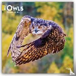 Browntrout - Owls 2027 12 X 24 Inch (Hanging) Monthly Square Wall Calendar Plastic-Free