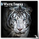 Publishers, Browntrout - White Tigers - Weiße Tiger 2027 - 16-Monatskalender
