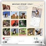 Browntrout - American Pit Bull Terriers 2027 12 X 24 Inch (Hanging) Monthly Square Wall Calendar Plastic-Free