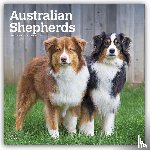 Browntrout - Australian Shepherds 2027 12 X 24 Inch (Hanging) Monthly Square Wall Calendar Plastic-Free