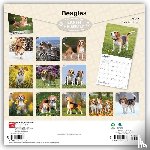 Browntrout - Beagles 2027 12 X 24 Inch (Hanging) Monthly Square Wall Calendar Plastic-Free