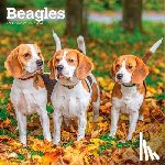 Browntrout - Beagles 2027 12 X 24 Inch (Hanging) Monthly Square Wall Calendar Plastic-Free