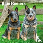 Browntrout - Blue Heelers 2027 12 X 24 Inch (Hanging) Monthly Square Wall Calendar Plastic-Free
