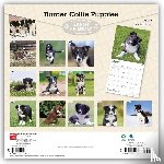 BrownTrout - Border Collie Puppies | 2027 12 x 24 Inch (Hanging) Monthly Square Wall Calendar | Plastic-Free | BrownTrout | Animals Dog Breeds Collie Puppy