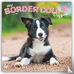 BrownTrout - Border Collie Puppies | 2027 12 x 24 Inch (Hanging) Monthly Square Wall Calendar | Plastic-Free | BrownTrout | Animals Dog Breeds Collie Puppy
