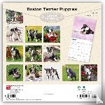 BrownTrout - Boston Terrier Puppies | 2027 12 x 24 Inch (Hanging) Monthly Square Wall Calendar | Plastic-Free | BrownTrout | Animals Dog Breeds Puppy
