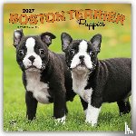 BrownTrout - Boston Terrier Puppies | 2027 12 x 24 Inch (Hanging) Monthly Square Wall Calendar | Plastic-Free | BrownTrout | Animals Dog Breeds Puppy