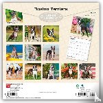 Browntrout - Boston Terriers 2027 12 X 24 Inch (Hanging) Monthly Square Wall Calendar Plastic-Free