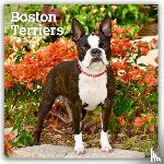 Browntrout - Boston Terriers 2027 12 X 24 Inch (Hanging) Monthly Square Wall Calendar Plastic-Free