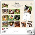 BrownTrout - Boxers International Edition | 2027 12 x 24 Inch (Hanging) Monthly Square Wall Calendar | Plastic-Free | BrownTrout | Animals Dog Breeds