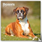 BrownTrout - Boxers International Edition | 2027 12 x 24 Inch (Hanging) Monthly Square Wall Calendar | Plastic-Free | BrownTrout | Animals Dog Breeds