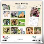 BrownTrout - Cairn Terriers | 2027 12 x 24 Inch (Hanging) Monthly Square Wall Calendar | Plastic-Free | BrownTrout | Animals Dog Breeds