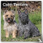 BrownTrout - Cairn Terriers | 2027 12 x 24 Inch (Hanging) Monthly Square Wall Calendar | Plastic-Free | BrownTrout | Animals Dog Breeds