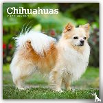 BrownTrout - Chihuahuas | 2027 12 x 24 Inch (Hanging) Monthly Square Wall Calendar | Plastic-Free | BrownTrout | Animals Small Dog Breeds Puppies