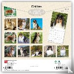 Browntrout - Collies 2027 12 X 24 Inch (Hanging) Monthly Square Wall Calendar Plastic-Free