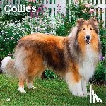 Browntrout - Collies 2027 12 X 24 Inch (Hanging) Monthly Square Wall Calendar Plastic-Free