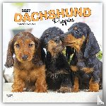 Browntrout - Dachshund Puppies 2027 12 X 24 Inch (Hanging) Monthly Square Wall Calendar Plastic-Free