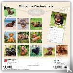Browntrout - Miniature Dachshunds 2027 12 X 24 Inch (Hanging) Monthly Square Wall Calendar Plastic-Free