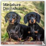 Browntrout - Miniature Dachshunds 2027 12 X 24 Inch (Hanging) Monthly Square Wall Calendar Plastic-Free