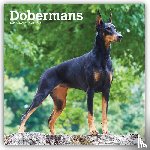 Browntrout - Dobermans 2027 12 X 24 Inch (Hanging) Monthly Square Wall Calendar Plastic-Free