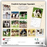 BrownTrout - English Springer Spaniels | 2027 12 x 24 Inch (Hanging) Monthly Square Wall Calendar | Plastic-Free | BrownTrout | Animals Dog Breeds