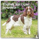 BrownTrout - English Springer Spaniels | 2027 12 x 24 Inch (Hanging) Monthly Square Wall Calendar | Plastic-Free | BrownTrout | Animals Dog Breeds