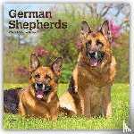 Browntrout - German Shepherds 2027 12 X 24 Inch (Hanging) Monthly Square Wall Calendar Plastic-Free