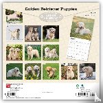 Browntrout - Golden Retriever Puppies 2027 12 X 24 Inch (Hanging) Monthly Square Wall Calendar Plastic-Free