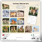 Browntrout - Golden Retrievers 2027 12 X 24 Inch (Hanging) Monthly Square Wall Calendar Foil Stamped Cover Plastic-Free