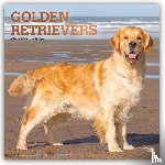Browntrout - Golden Retrievers 2027 12 X 24 Inch (Hanging) Monthly Square Wall Calendar Foil Stamped Cover Plastic-Free