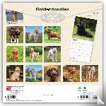 Browntrout - Goldendoodles 2027 12 X 24 Inch (Hanging) Monthly Square Wall Calendar Plastic-Free