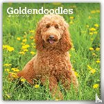 Browntrout - Goldendoodles 2027 12 X 24 Inch (Hanging) Monthly Square Wall Calendar Plastic-Free