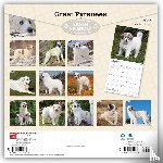 Browntrout - Great Pyrenees 2027 12 X 24 Inch (Hanging) Monthly Square Wall Calendar Plastic-Free