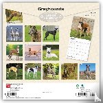 BrownTrout - Greyhounds | 2027 12 x 24 Inch (Hanging) Monthly Square Wall Calendar | Plastic-Free | BrownTrout | Animals Dog Breeds