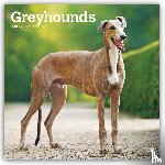 BrownTrout - Greyhounds | 2027 12 x 24 Inch (Hanging) Monthly Square Wall Calendar | Plastic-Free | BrownTrout | Animals Dog Breeds