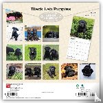 Browntrout - Black Labrador Retriever Puppies 2027 12 X 24 Inch (Hanging) Monthly Square Wall Calendar Plastic-Free