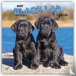Browntrout - Black Labrador Retriever Puppies 2027 12 X 24 Inch (Hanging) Monthly Square Wall Calendar Plastic-Free