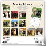 Browntrout - Labrador Retrievers 2027 12 X 24 Inch (Hanging) Monthly Square Wall Calendar Plastic-Free