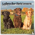 Browntrout - Labrador Retrievers 2027 12 X 24 Inch (Hanging) Monthly Square Wall Calendar Plastic-Free