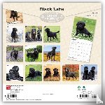 BrownTrout - Black Labrador Retrievers | 2027 12 x 24 Inch (Hanging) Monthly Square Wall Calendar | Plastic-Free | BrownTrout | Animals Dog Breeds