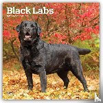 BrownTrout - Black Labrador Retrievers | 2027 12 x 24 Inch (Hanging) Monthly Square Wall Calendar | Plastic-Free | BrownTrout | Animals Dog Breeds